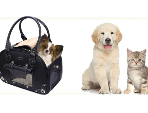 Top 10 Best Dog Carrier for Sale in 2020