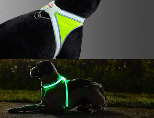 Top 10 Best Dog Harness for Sale in 2020